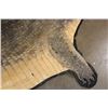 Image 6 : XXL 14' 9" Long CROCODILE HIDE or CROCODILE RUG with its Mounted Head and Claws