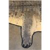 Image 8 : XXL 14' 9" Long CROCODILE HIDE or CROCODILE RUG with its Mounted Head and Claws
