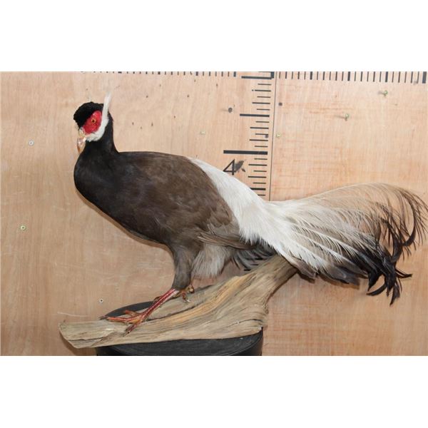 BROWN-EARED PHEASANT on a Natural Branch Perch