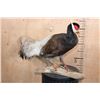 Image 2 : BROWN-EARED PHEASANT on a Natural Branch Perch