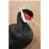 Image 3 : BROWN-EARED PHEASANT on a Natural Branch Perch