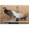 Image 4 : BROWN-EARED PHEASANT on a Natural Branch Perch