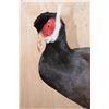 Image 5 : BROWN-EARED PHEASANT on a Natural Branch Perch