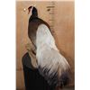 Image 7 : BROWN-EARED PHEASANT on a Natural Branch Perch