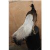 Image 8 : BROWN-EARED PHEASANT on a Natural Branch Perch