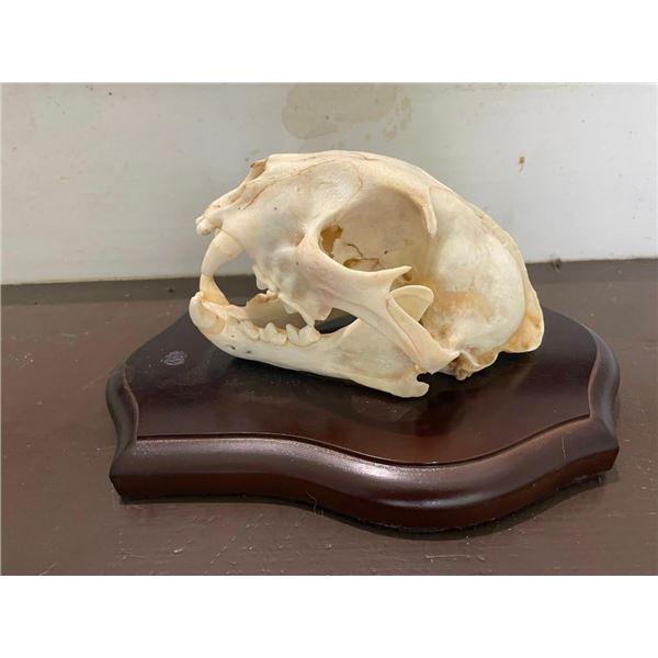 MOUNTAIN LION or COUGAR Skull Displayed on a Wood Plaque