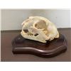 Image 1 : MOUNTAIN LION or COUGAR Skull Displayed on a Wood Plaque
