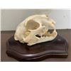 Image 2 : MOUNTAIN LION or COUGAR Skull Displayed on a Wood Plaque