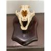 Image 3 : MOUNTAIN LION or COUGAR Skull Displayed on a Wood Plaque