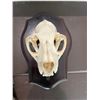 Image 4 : MOUNTAIN LION or COUGAR Skull Displayed on a Wood Plaque