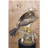 Image 10 : SHORT-TOED SNAKE EAGLE   Perched on a Log