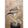 Image 11 : SHORT-TOED SNAKE EAGLE   Perched on a Log