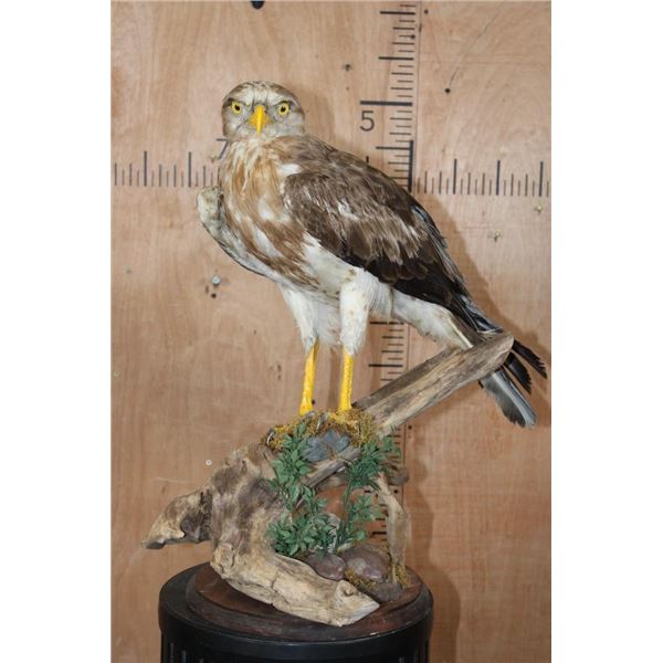 SHORT-TOED SNAKE EAGLE   Perched on a Log