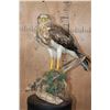 Image 1 : SHORT-TOED SNAKE EAGLE   Perched on a Log