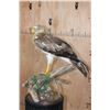 Image 2 : SHORT-TOED SNAKE EAGLE   Perched on a Log
