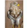 Image 4 : SHORT-TOED SNAKE EAGLE   Perched on a Log