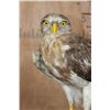 Image 5 : SHORT-TOED SNAKE EAGLE   Perched on a Log