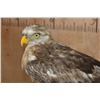 Image 6 : SHORT-TOED SNAKE EAGLE   Perched on a Log