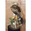Image 9 : SHORT-TOED SNAKE EAGLE   Perched on a Log