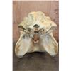 Image 10 : XXL HIPPOPOTAMUS Skull with Massive *Real Ivory Tusks*