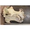 Image 11 : XXL HIPPOPOTAMUS Skull with Massive *Real Ivory Tusks*