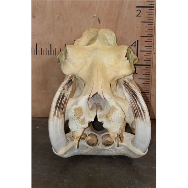 XXL HIPPOPOTAMUS Skull with Massive *Real Ivory Tusks*