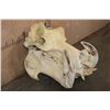 Image 3 : XXL HIPPOPOTAMUS Skull with Massive *Real Ivory Tusks*
