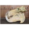 Image 4 : XXL HIPPOPOTAMUS Skull with Massive *Real Ivory Tusks*