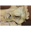 Image 5 : XXL HIPPOPOTAMUS Skull with Massive *Real Ivory Tusks*
