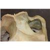 Image 6 : XXL HIPPOPOTAMUS Skull with Massive *Real Ivory Tusks*