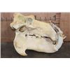 Image 7 : XXL HIPPOPOTAMUS Skull with Massive *Real Ivory Tusks*