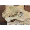 Image 8 : XXL HIPPOPOTAMUS Skull with Massive *Real Ivory Tusks*