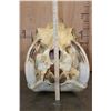 Image 9 : XXL HIPPOPOTAMUS Skull with Massive *Real Ivory Tusks*