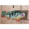 Image 2 : Big Reproduction PEACOCK BASS Fish Mounted on a Wood Wall Hanger