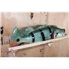 Image 6 : Big Reproduction PEACOCK BASS Fish Mounted on a Wood Wall Hanger