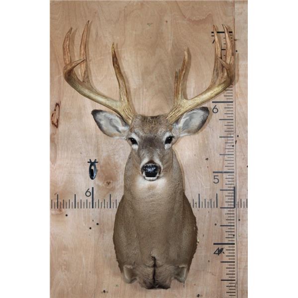 XL and Heavy Typical 11-Point WHITETAIL DEER Shoulder Mount