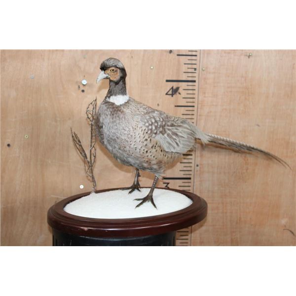 ABYSSINIAN RING-NECK PHEASANT on a Decorative Snowy Base