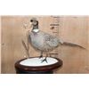 Image 1 : ABYSSINIAN RING-NECK PHEASANT on a Decorative Snowy Base