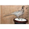Image 2 : ABYSSINIAN RING-NECK PHEASANT on a Decorative Snowy Base