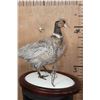 Image 3 : ABYSSINIAN RING-NECK PHEASANT on a Decorative Snowy Base