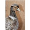 Image 4 : ABYSSINIAN RING-NECK PHEASANT on a Decorative Snowy Base