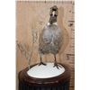 Image 5 : ABYSSINIAN RING-NECK PHEASANT on a Decorative Snowy Base