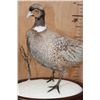 Image 6 : ABYSSINIAN RING-NECK PHEASANT on a Decorative Snowy Base