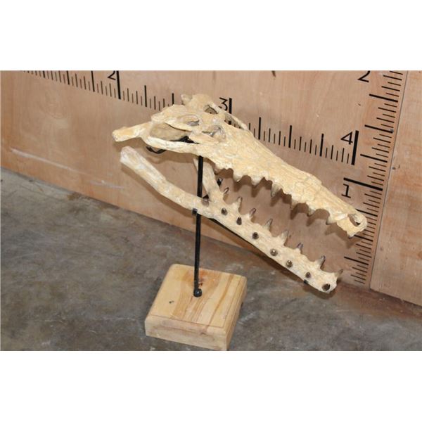 Fossilized CROCODILIAN Skull on a Custom Metal and Wood Stand