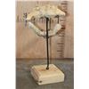 Image 8 : Fossilized CROCODILIAN Skull on a Custom Metal and Wood Stand