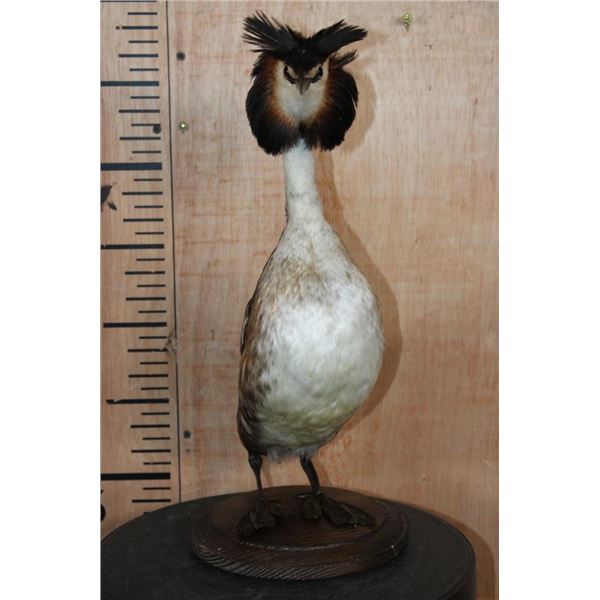 GREAT CRESTED GREBE Bird Mounted on a Wood Base