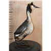 Image 2 : GREAT CRESTED GREBE Bird Mounted on a Wood Base