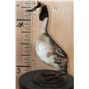 Image 3 : GREAT CRESTED GREBE Bird Mounted on a Wood Base