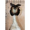 Image 5 : GREAT CRESTED GREBE Bird Mounted on a Wood Base