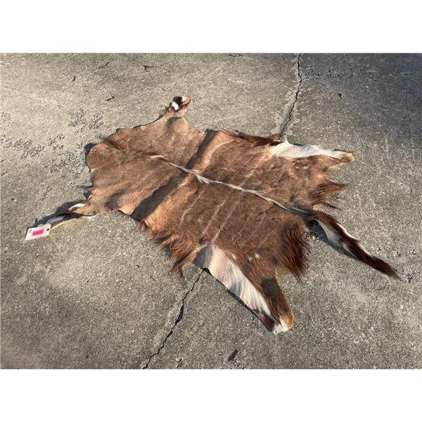 Large AFRICAN NYALA Hide or NYALA SKIN